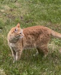 Lost Male Cat last seen Elger Bay and Crest Pl, Camano, WA 98282