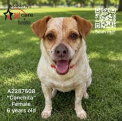 Shelter Stray Female Dog last seen , 3201 Lacy St, Los Angeles, CA 90031, USA