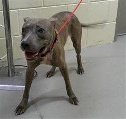 Shelter Stray Female Dog last seen , 232 Eslinger Way, Sanford, FL 32773, USA