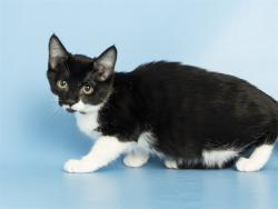 Shelter Stray Female Cat last seen APACHE BLVD/E APARTMENT, 5501 E Van Buren St, Phoenix, AZ 85008, USA