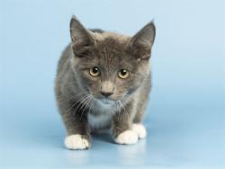 Shelter Stray Male Cat last seen APACHE BLVD/E APARTMENT, 5501 E Van Buren St, Phoenix, AZ 85008, USA