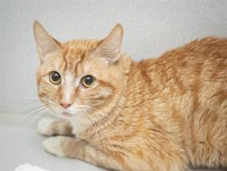 Shelter Stray Male Cat last seen Near BLOCK N 19TH AVE, 5501 E Van Buren St, Phoenix, AZ 85008, USA