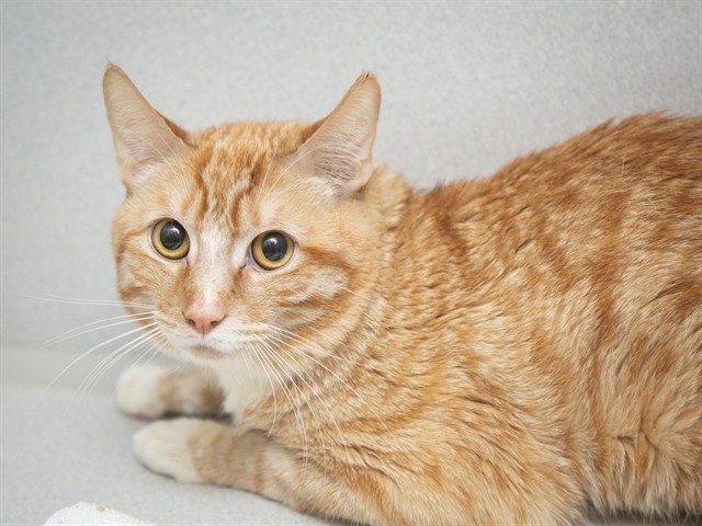 Shelter Stray Male Cat last seen Near BLOCK N 19TH AVE, 5501 E Van Buren St, Phoenix, AZ 85008, USA