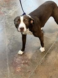 Shelter Stray Female Dog last seen STRAIN RD, 31078 LA-36, Lacombe, LA 70445, USA
