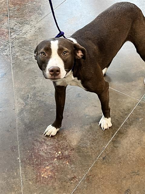 Shelter Stray Female Dog last seen STRAIN RD, 31078 LA-36, Lacombe, LA 70445, USA