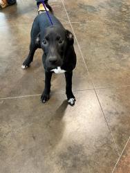 Shelter Stray Female Dog last seen STRAIN RD, 31078 LA-36, Lacombe, LA 70445, USA