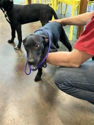 Shelter Stray Female Dog last seen STRAIN RD, 31078 LA-36, Lacombe, LA 70445, USA