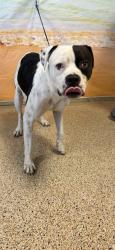 Shelter Stray Male Dog last seen Near BLOCK NW 2 ST, 3599 NW 79th Ave, Doral, FL 33122, USA