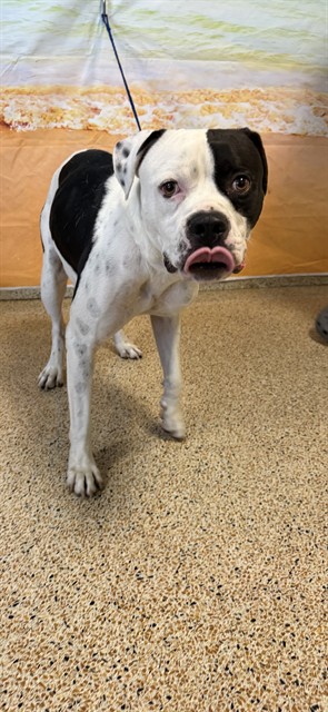 Shelter Stray Male Dog last seen Near BLOCK NW 2 ST, 3599 NW 79th Ave, Doral, FL 33122, USA
