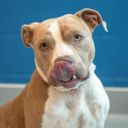 Shelter Stray Male Dog last seen Near, 2600 S Harding St, Indianapolis, IN 46221, USA