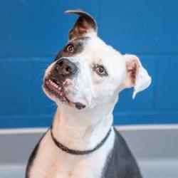 Shelter Stray Female Dog last seen Near, 2600 S Harding St, Indianapolis, IN 46221, USA