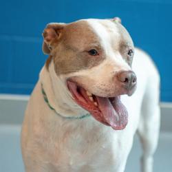 Shelter Stray Female Dog last seen Near, 2600 S Harding St, Indianapolis, IN 46221, USA
