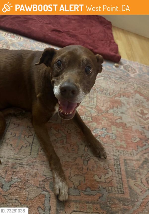 Found/Stray Female Dog last seen West Point Road, West Point Lake, West Point, GA 31833