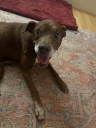 Found/Stray Female Dog last seen West Point Road, West Point Lake, West Point, GA 31833