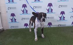 Shelter Stray Male Dog last seen , 2769 Conroy Rd, Orlando, FL 32839, USA