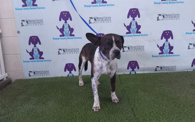 Shelter Stray Male Dog last seen , 2769 Conroy Rd, Orlando, FL 32839, USA