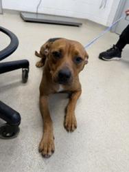 Shelter Stray Male Dog last seen ALAMANCE COUNTY, 221 Stone Quarry Rd, Burlington, NC 27217, USA