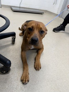 Shelter Stray Male Dog last seen ALAMANCE COUNTY, 221 Stone Quarry Rd, Burlington, NC 27217, USA