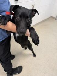 Shelter Stray Female Dog last seen MEBANE AC, 221 Stone Quarry Rd, Burlington, NC 27217, USA