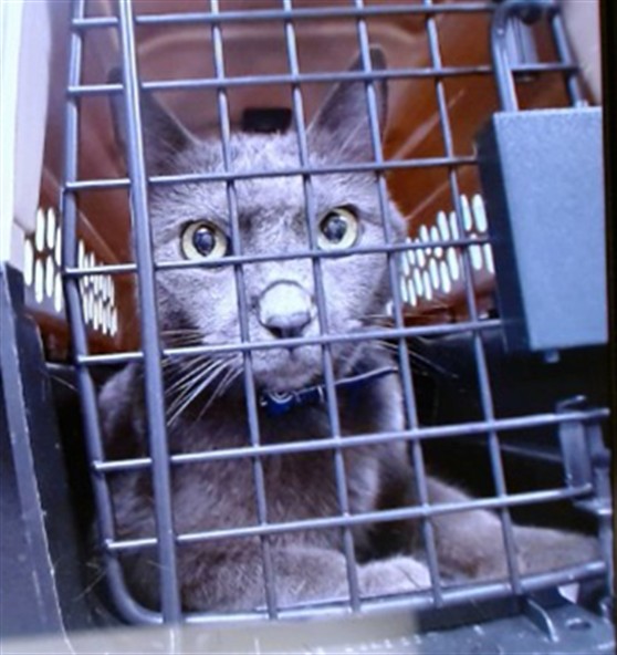 Shelter Stray Male Cat last seen ABANDONED IN ROOM AT MOTEL 6 7404 S MAY, 2811 SE 29th St, Oklahoma City, OK 73129, USA