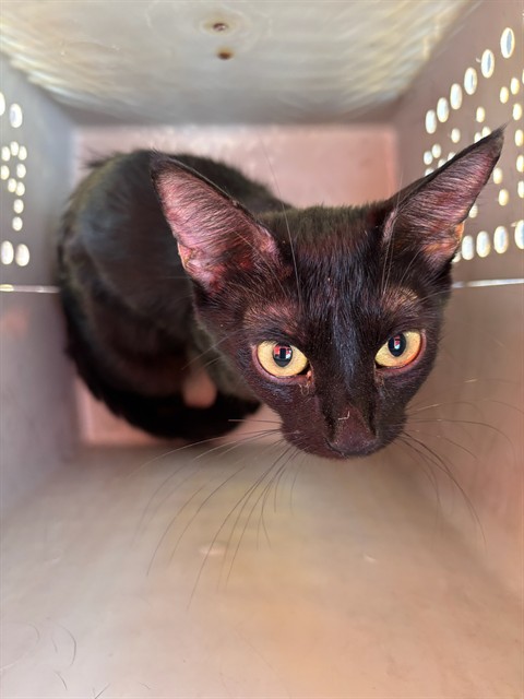 Shelter Stray Female Cat last seen Near BLOCK S YOUNGS BLVD, OKLAHOMA CITY OK 73119, 2811 SE 29th St, Oklahoma City, OK 73129, USA