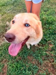 Found/Stray Female Dog last seen Gurley Creek and Law Road, Gurley Creek Rd, TN 38345