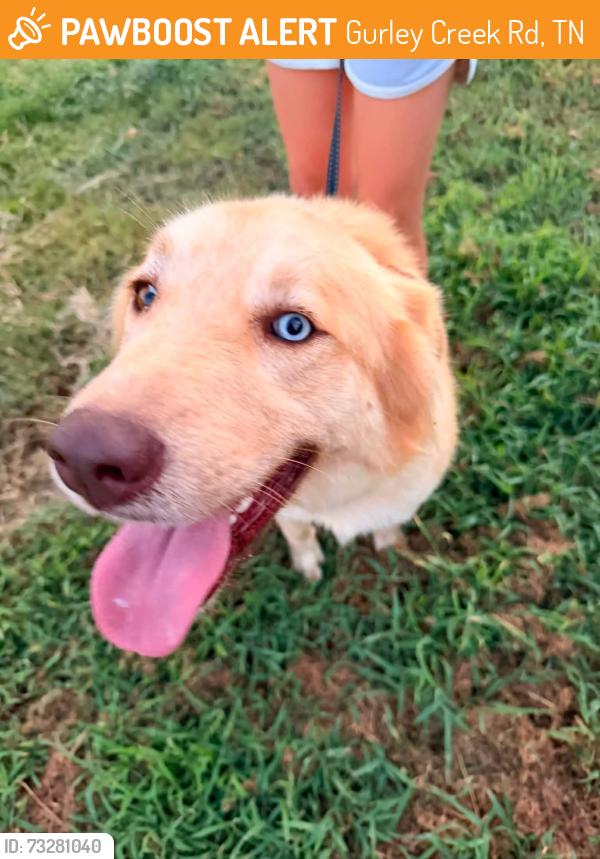 Found/Stray Female Dog last seen Gurley Creek and Law Road, Gurley Creek Rd, TN 38345