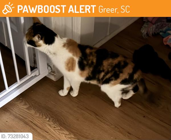 Found/Stray Female Cat last seen BMW parking lot, Greer, SC 29651