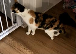 Found/Stray Female Cat last seen BMW parking lot, Greer, SC 29651