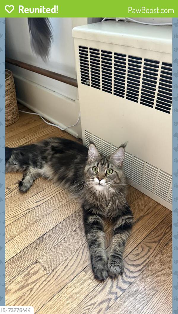 Reunited Female Cat last seen E Wilson St & S Pinckney St, Madison, WI 53703