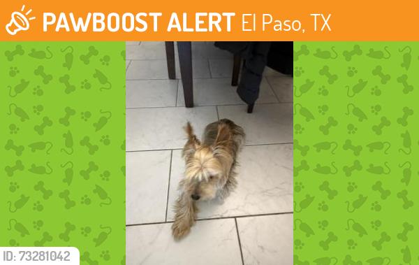 Found/Stray Male Dog last seen eddy hirby Beard park, El Paso, TX 79938