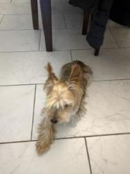 Found/Stray Male Dog last seen eddy hirby Beard park, El Paso, TX 79938