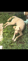 Found/Stray Unknown Dog last seen Tampa and Herbert street, Greenville, SC 29609