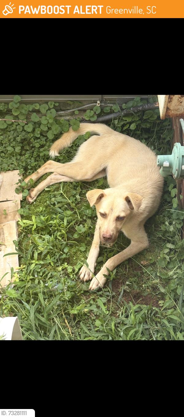 Found/Stray Unknown Dog last seen Tampa and Herbert street, Greenville, SC 29609