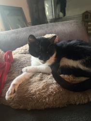 Reunited Male Cat last seen On New Castle Rd, Durham, NC 27704