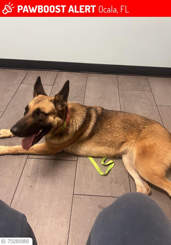 Lost Male Dog last seen 103rd Street Road, Ocala, FL 34476