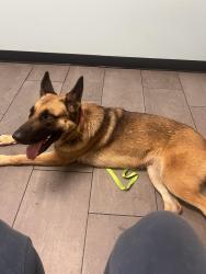 Lost Male Dog last seen 103rd Street Road, Ocala, FL 34476