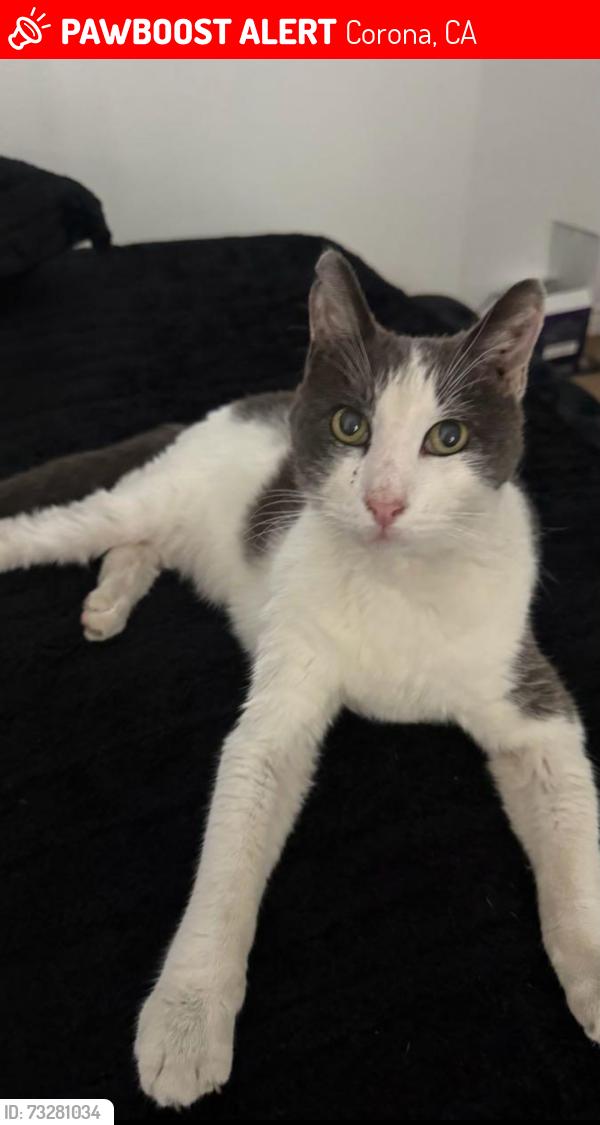 Lost Male Cat last seen Babbling Brook Way and Forest Wood Street, Corona, CA 92880