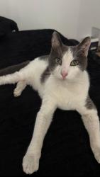 Lost Male Cat last seen Babbling Brook Way and Forest Wood Street, Corona, CA 92880