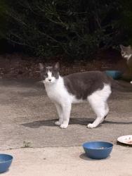Found/Stray Unknown Cat last seen Hulse Road, across from Setauket Meadows cndmniums, Setauket- East Setauket, NY 11733
