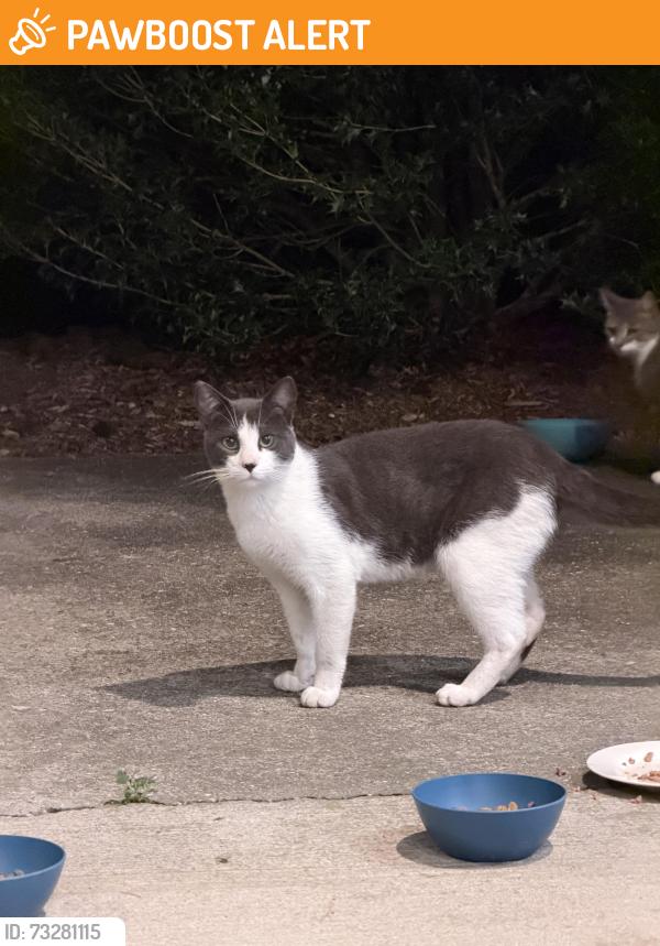 Found/Stray Unknown Cat last seen Hulse Road, across from Setauket Meadows cndmniums, Setauket- East Setauket, NY 11733