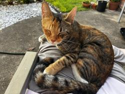 Found/Stray Female Cat last seen Longwood Trace, Cypress, TX 77429