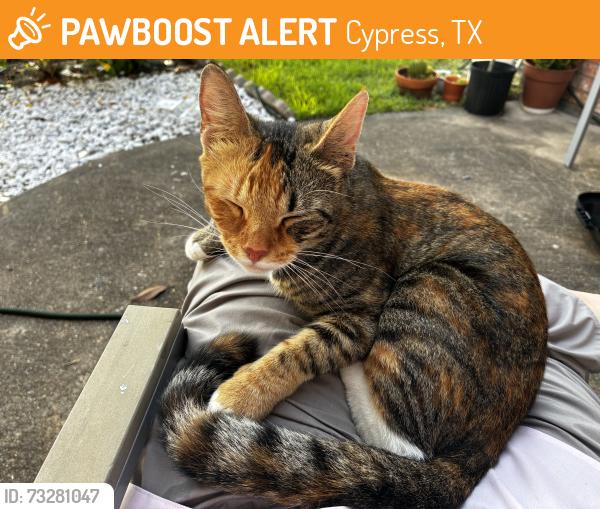 Found/Stray Female Cat last seen Longwood Trace, Cypress, TX 77429