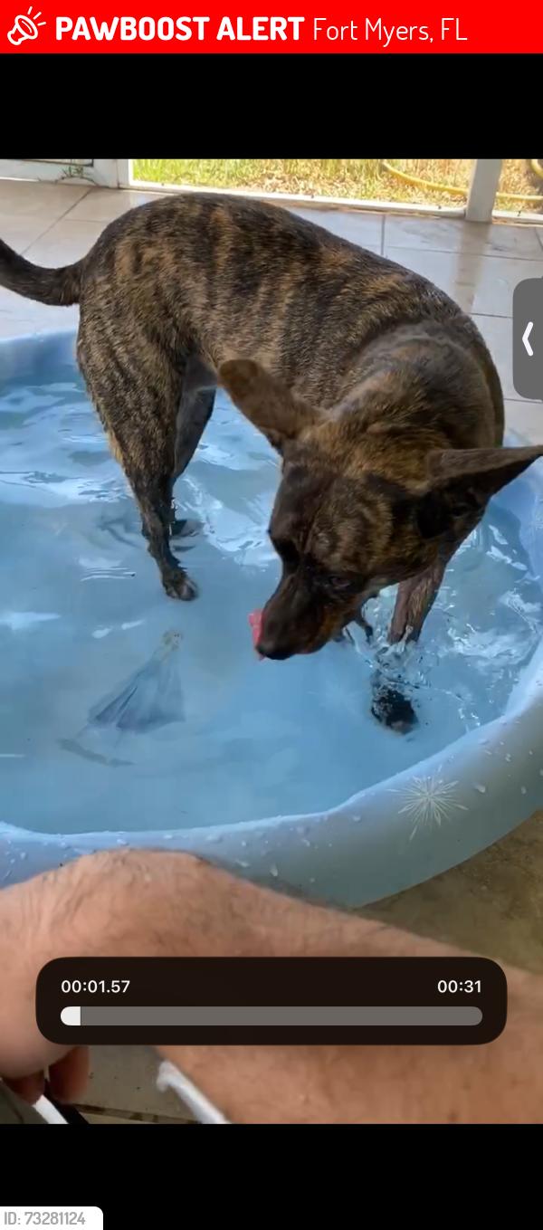 Lost Female Dog last seen Fort Myers high school and linhart ave, Fort Myers, FL 33901