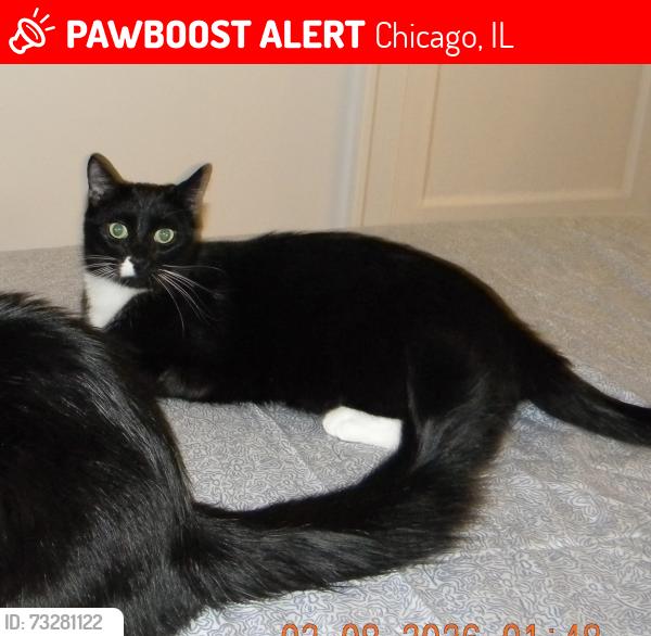 Lost Male Cat last seen E Hyde park blvd and Dorchester Ave, Chicago, IL 60615