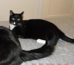 Lost Male Cat last seen E Hyde park blvd and Dorchester Ave, Chicago, IL 60615