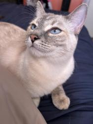 Lost Female Cat last seen Alvarado Park, San Mateo and Indian school., Albuquerque, NM 87110