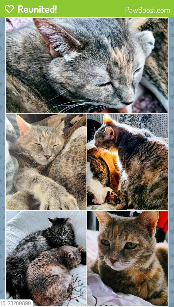 Reunited Female Cat last seen Western Ave, Watertown, WI 53094