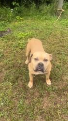 Lost Male Dog last seen Ferrells bridge rd Louisburg, Nc, Franklin County, NC 27549