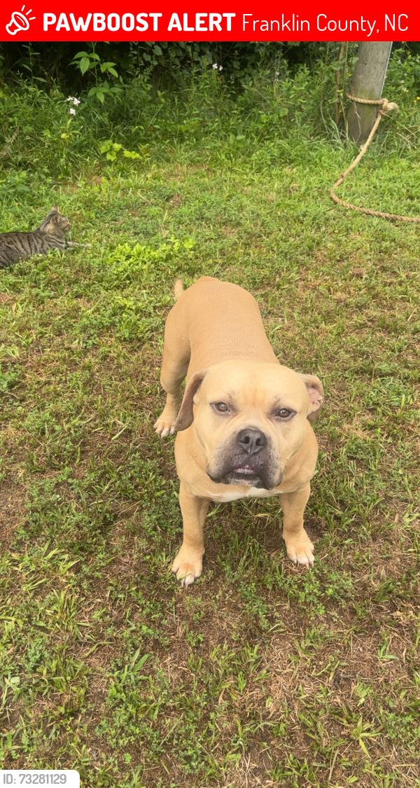 Lost Male Dog last seen Ferrells bridge rd Louisburg, Nc, Franklin County, NC 27549